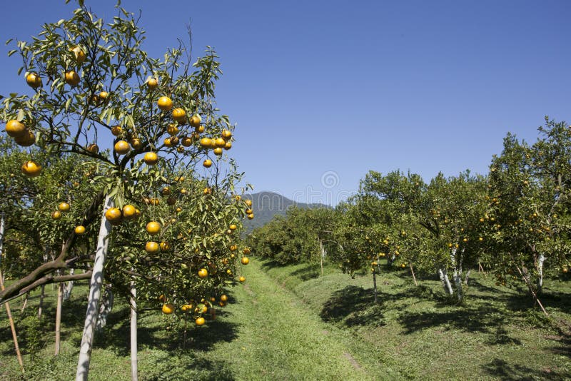 Orange farm stock image. Image of food, landscape, blue 28157559