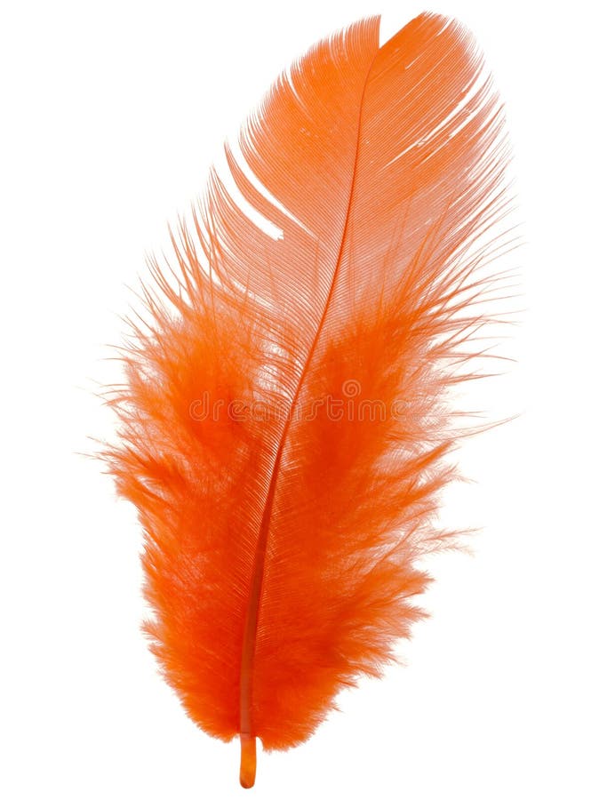 Orange feather isolated on white background cutout