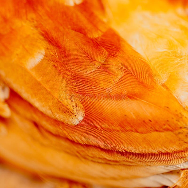 Orange Feathers on the Wing of a Chicken As a Background Stock Photo