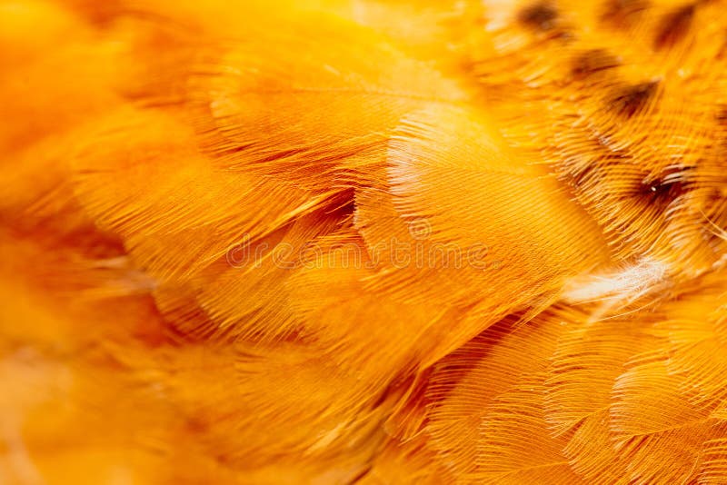 Orange Feathers on the Wing of a Chicken As a Background Stock Photo