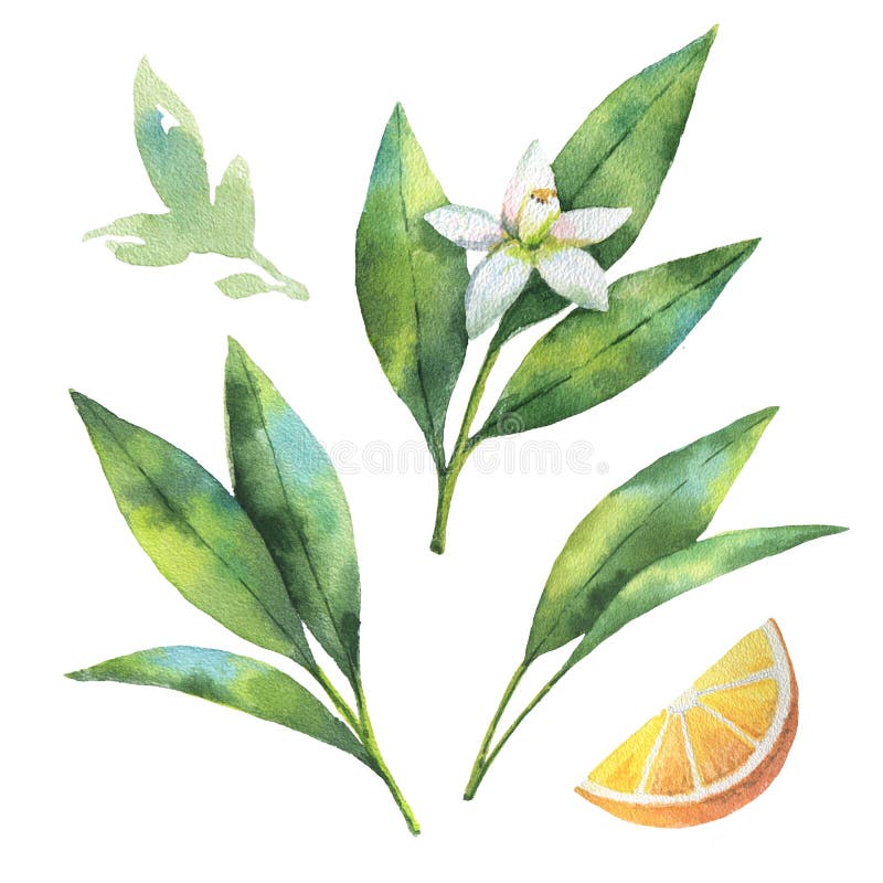 Orange filial för vattenfärgfrukt som isoleras på vit bakgrund stock illustrationer Orange filial för vattenfärgfrukt som isoleras på vit bakgrund stock illustrationer