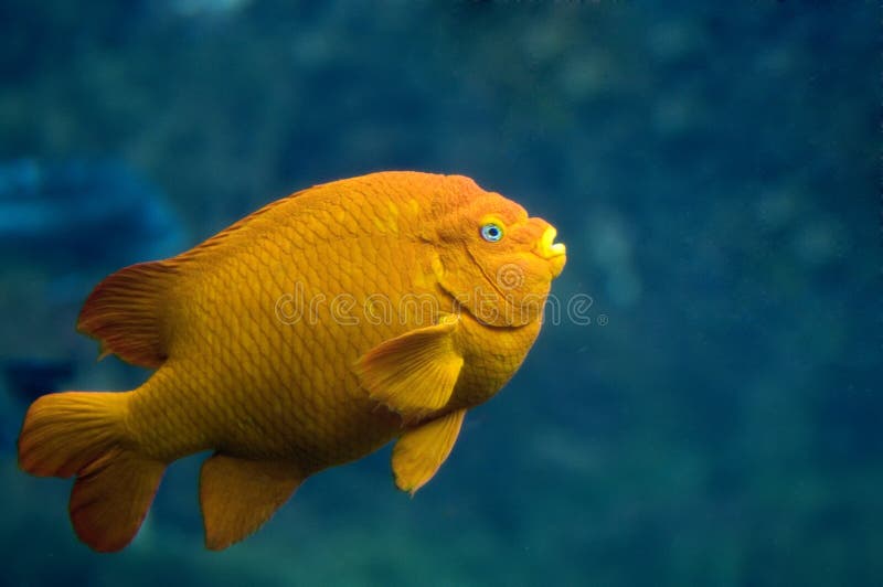Orange Fish stock image. Image of pacific, marine, orange 24150173