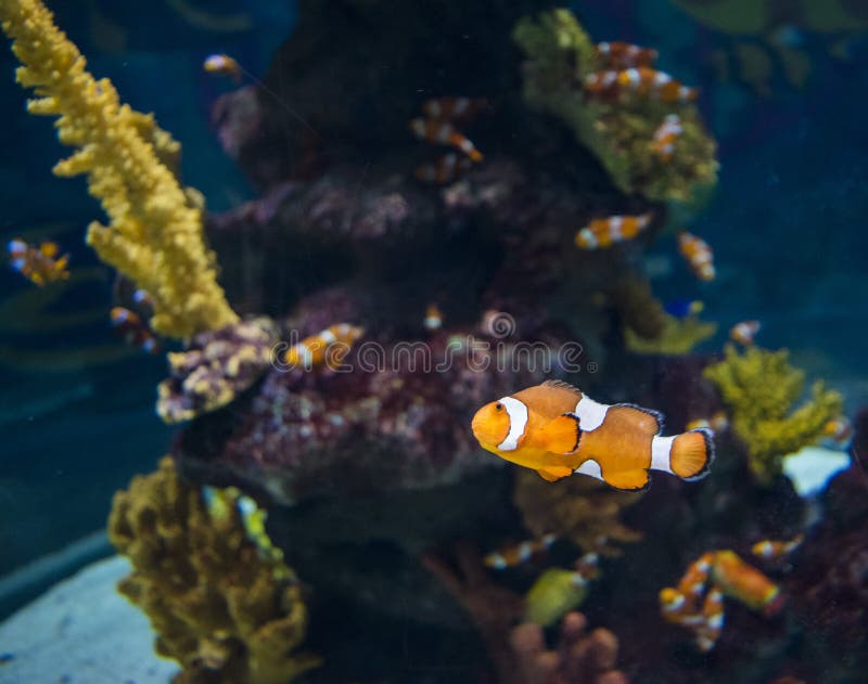 wildlife fish for orangecard wildlife fish for orangecard