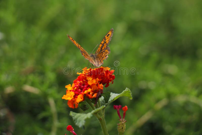 Orange fjäril på den ljusa röda och gula blomman royaltyfria bilder Orange fjäril på den ljusa röda och gula blomman royaltyfria bilder