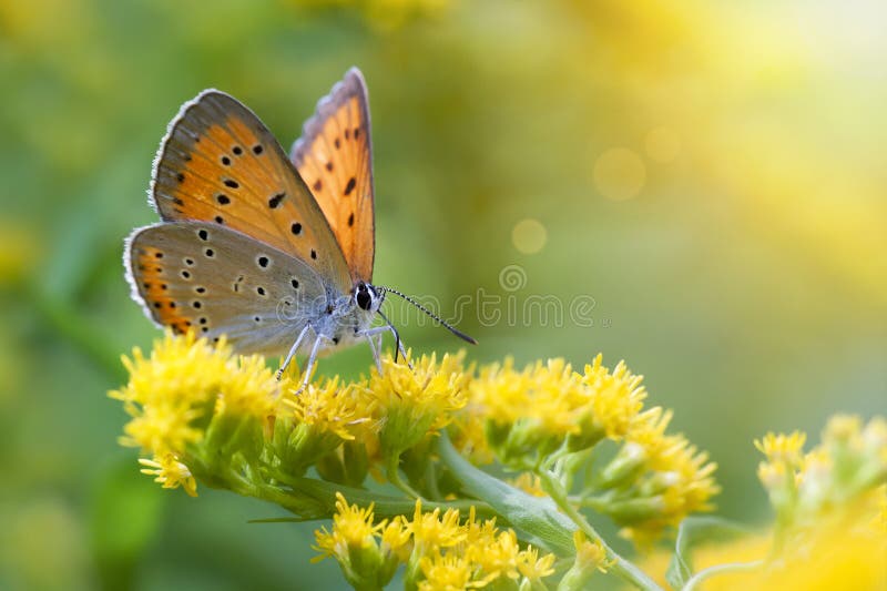 Orange fjäril som sitter på gula blommor arkivfoto Orange fjäril som sitter på gula blommor arkivfoto
