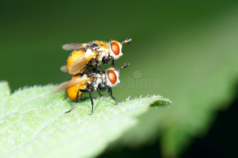 Orange flies stock photo. Image of copulate, reproduce 20699834