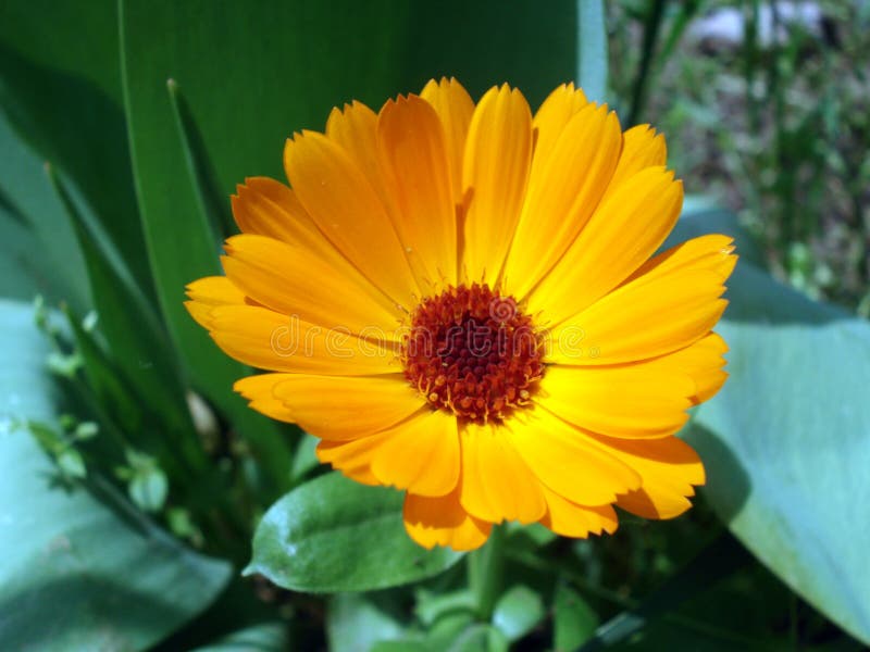 Orange Flower Picture. Image 5018378