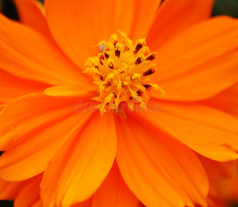 Orange flower