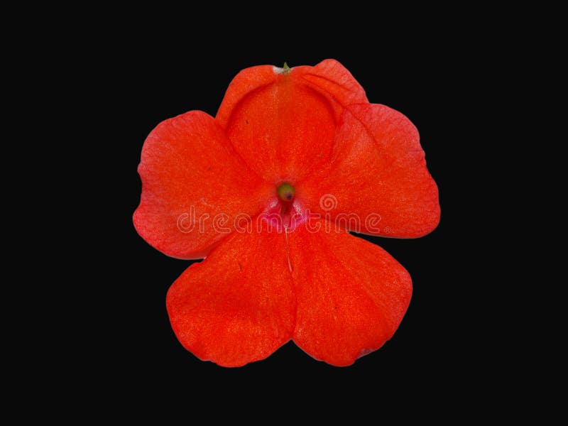 Orange Flower on Black stock photo. Image of flora, flower 93571202