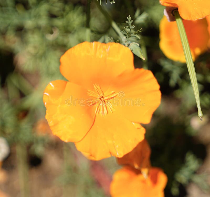 Orange flower in bloom stock photo. Image of sunlight 208087726