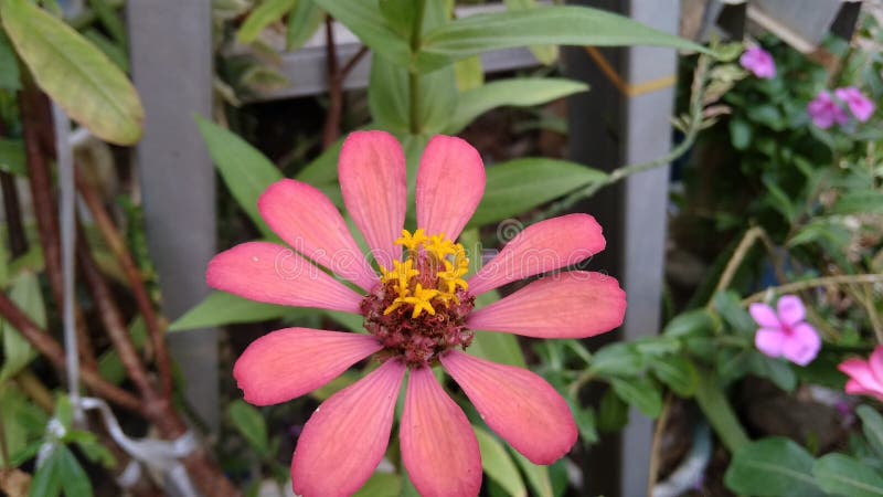 Orange Flower that Blooms in the Morning when Morning Comes Stock Image ...