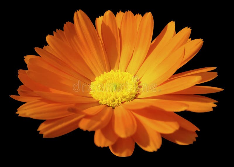 Orange Flower Calendula The Black Isolated Background With Clipping