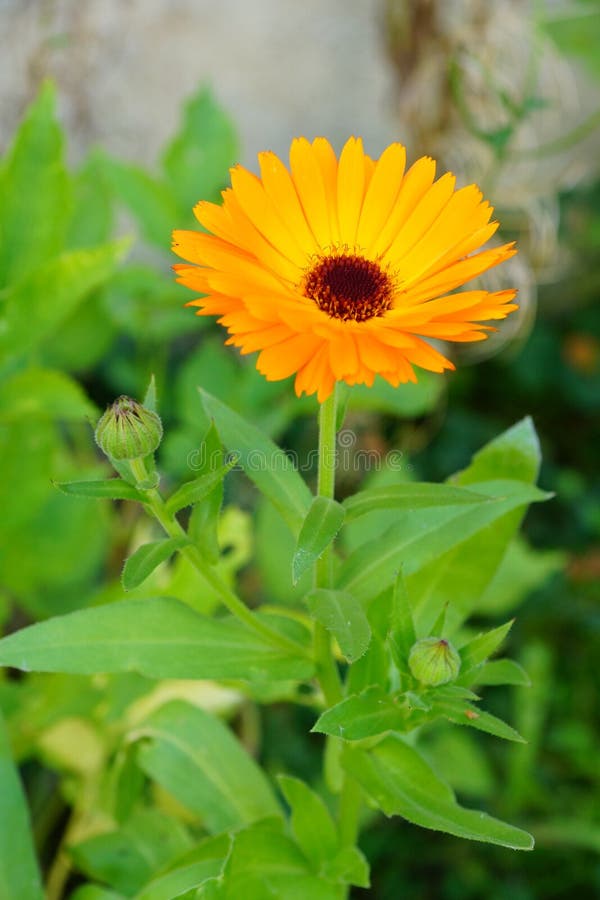 Orange flower stock photo. Image of blossom, beauty, orange 45842442