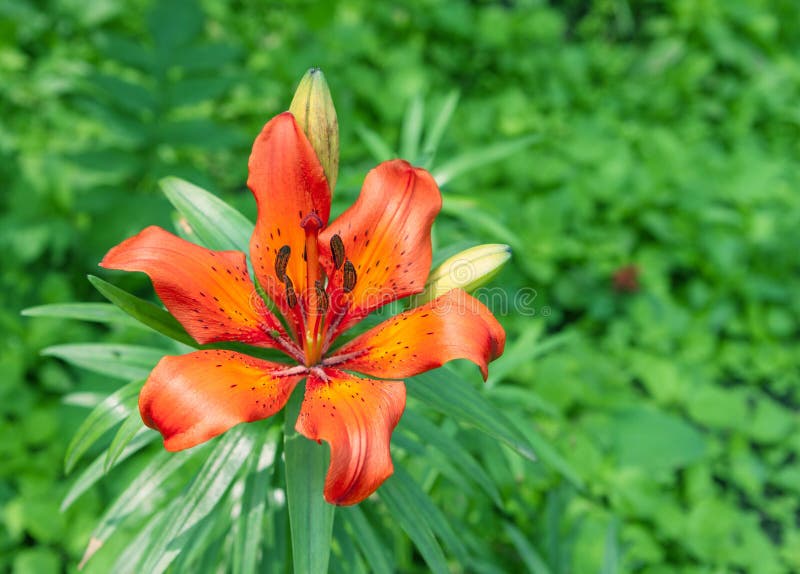 Orange flower. stock image. Image of field, meadow, color - 40887129