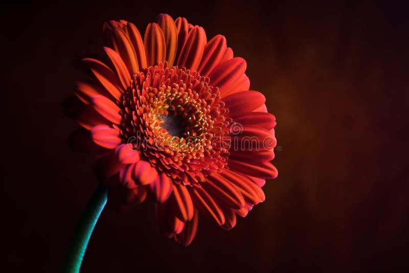 Orange Flower Composition 5.