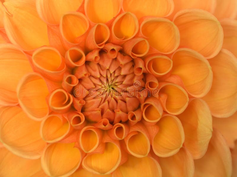 Orange flower - dahlia