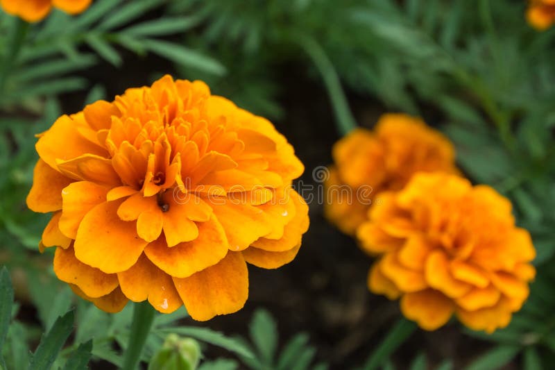 Orange flower in garden stock image. Image of background 47719493