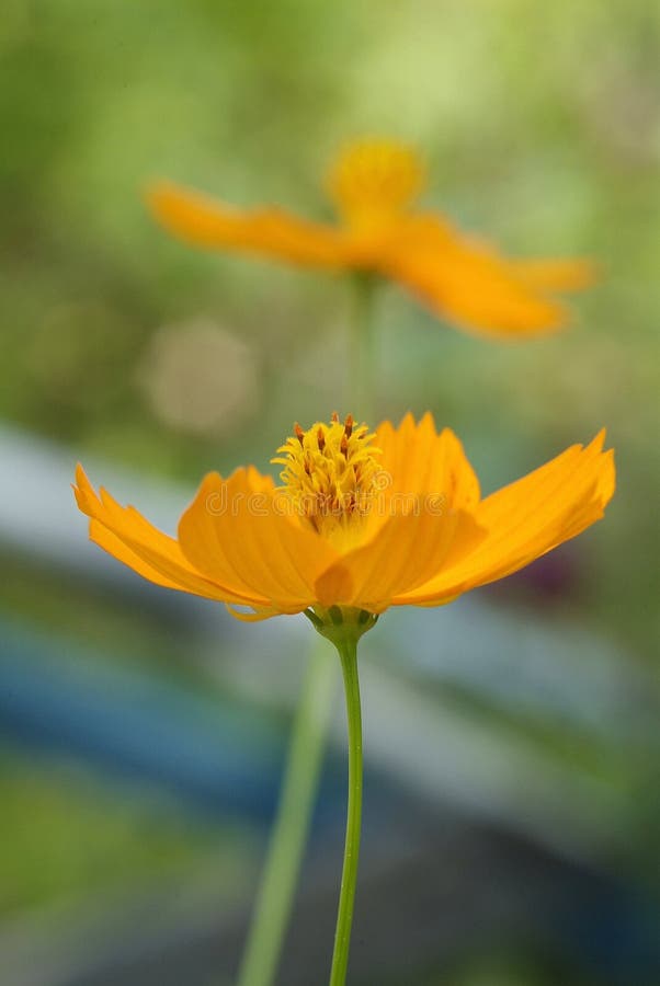 Orange flower on green background