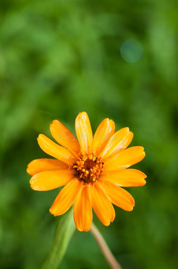 Orange Flower on Green Background Stock Image Image of growth