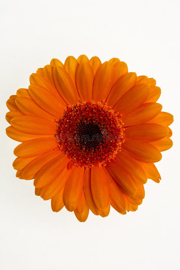 Orange Flower on a White Background Stock Photo Image of beauty