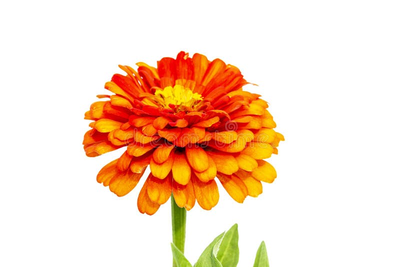 Orange Flower Isolated on White Background Stock Image Image of