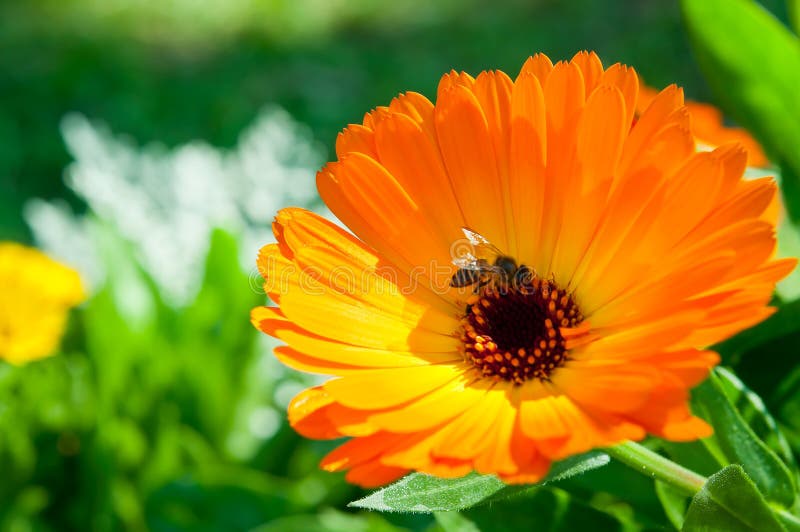 Orange flower with nature light