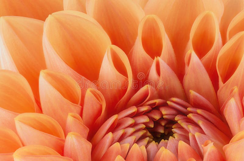 Orange flower petals, close up and macro of chrysanthemum, beautiful abstract background