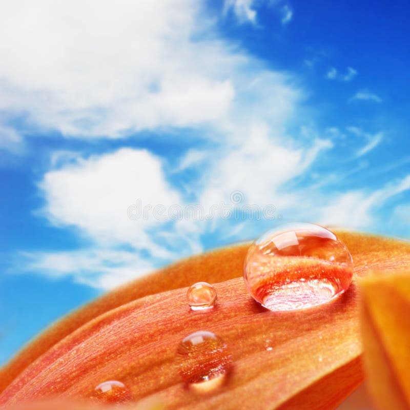 Orange flower petals with water drops on it royalty free stock photo Orange flower petals with water drops on it royalty free stock photo