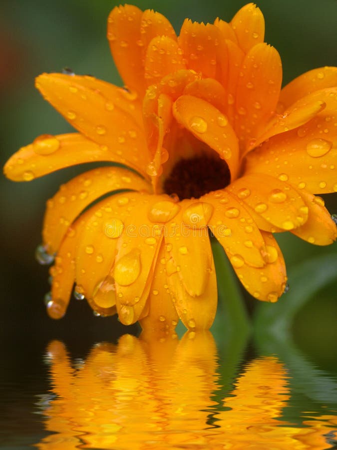 Orange Flower Reflected in Water Stock Photo Image of drops
