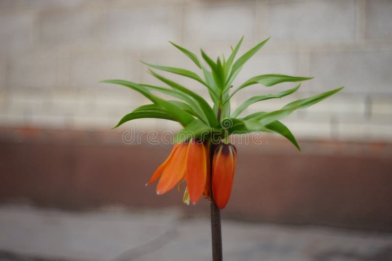 Orange flower royal grouse growin the spring garden.