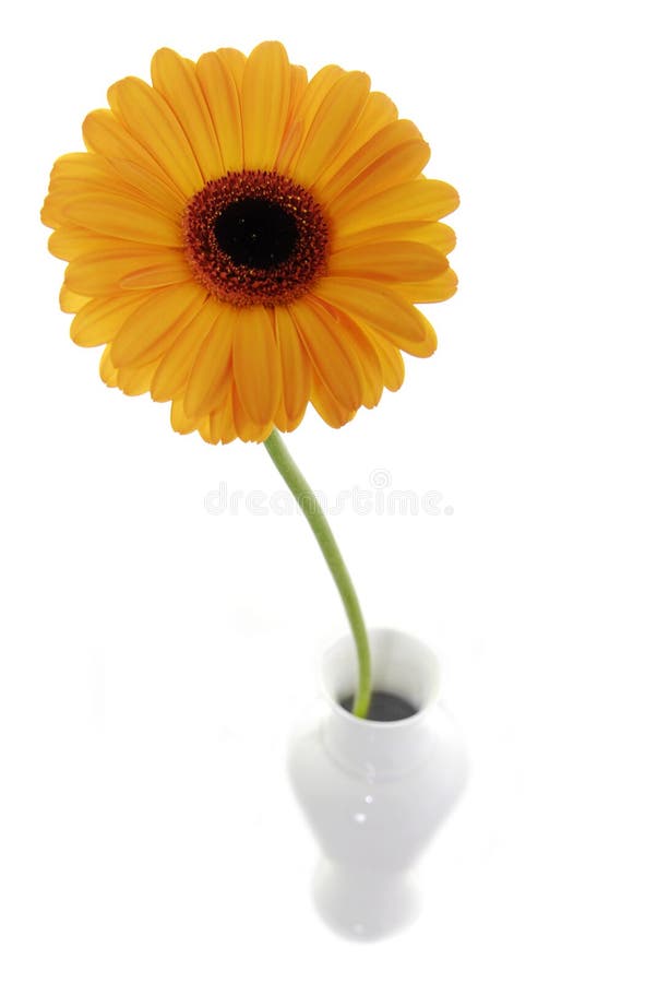 Orange flower in vase stock image. Image of garden, colour 1747139