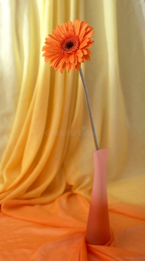 Orange flower in a vase stock image. Image of petal, flora 7277557