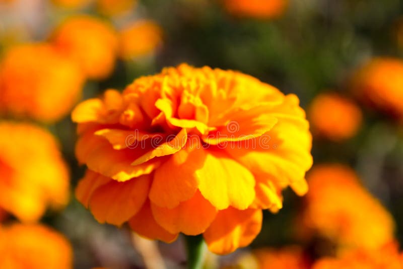 Orange flower in the bright sun royalty free stock images Orange flower in the bright sun royalty free stock images