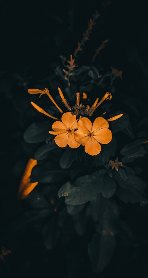 Orange flower wallpaper stock photo. Image of plant - 235985538 Orange flower wallpaper stock photo. Image of plant - 235985538