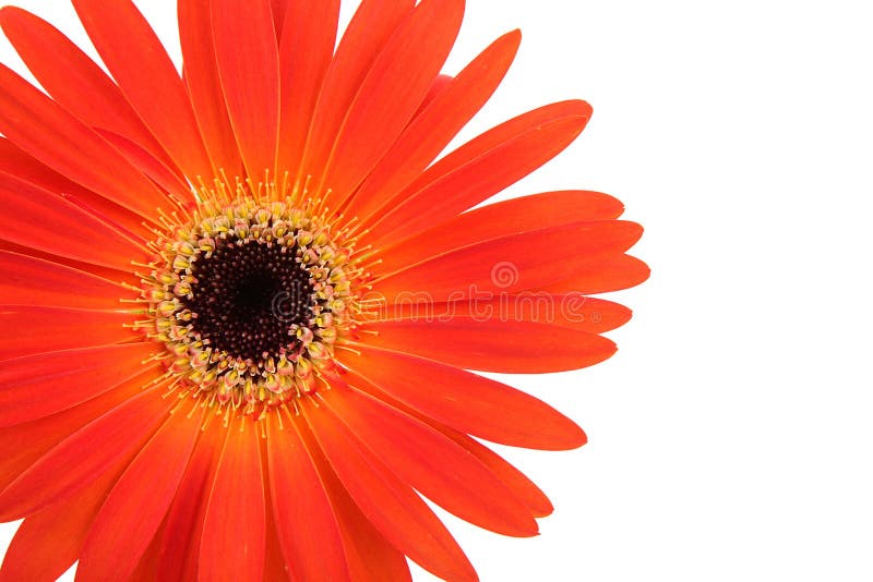 Orange Flower on White Background Stock Photo Image of conceptual
