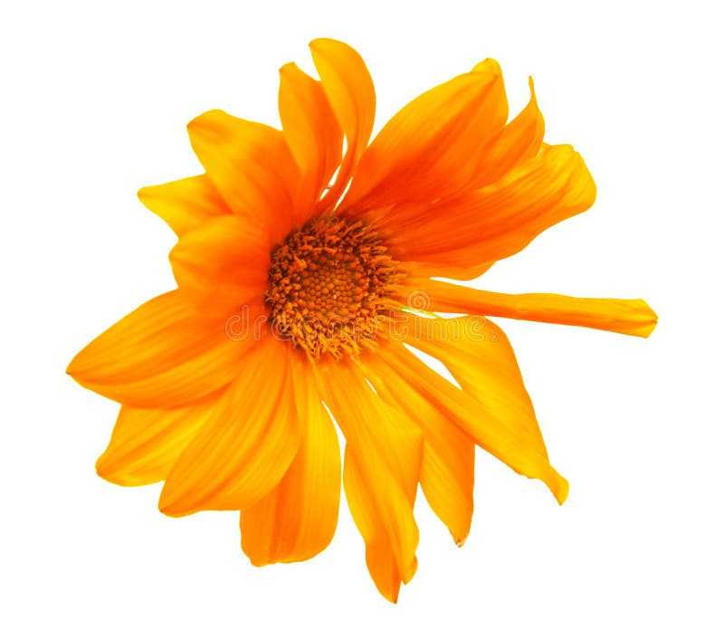Orange Flower on White Background Stock Image Image of orange, veins