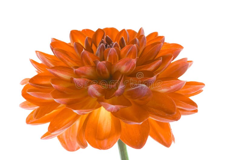 Orange flower on white background isolated. Orange dahlia close-up. stock image Orange flower on white background isolated. Orange dahlia close-up. stock image