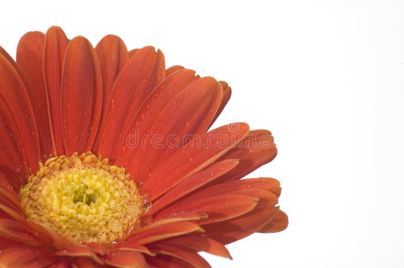 Orange Flower with Yellow Center Stock Photo Image of dewed, orange