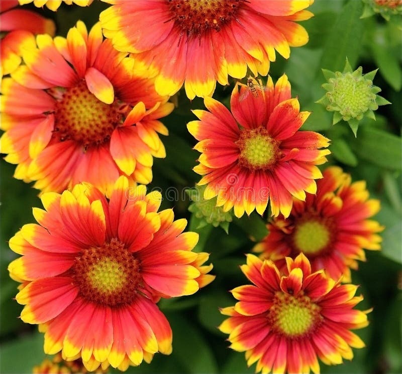 Gazania stock photo. Image of bright, gazania, head, flower 31751844