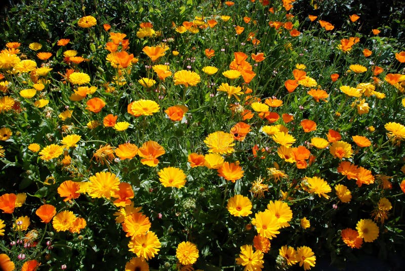 Orange flowers