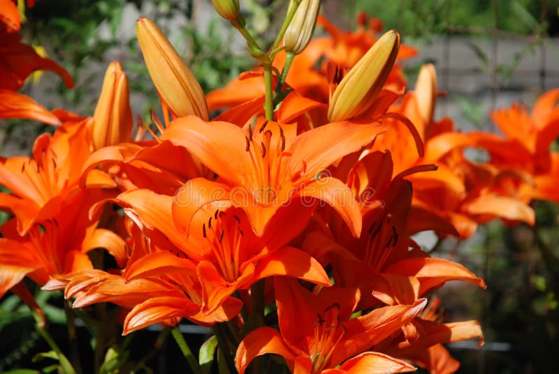 Orange flowers