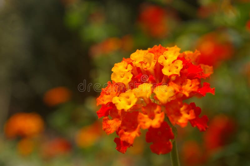 Orange Flowers