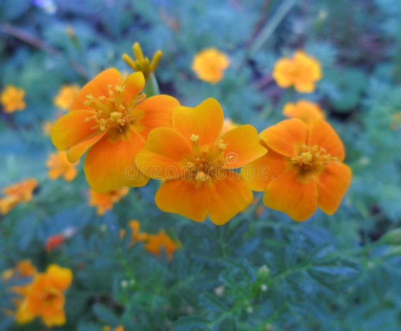 Orange flowers