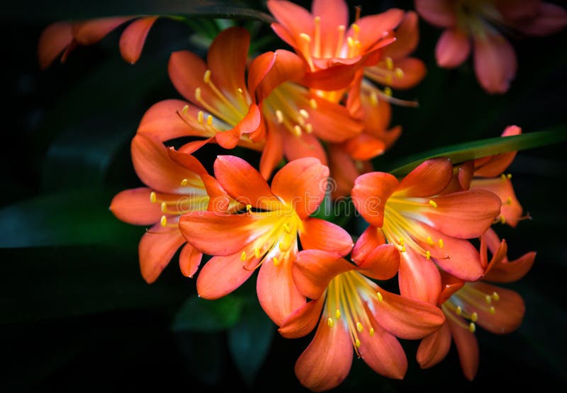 Orange Flowers royalty free stock photos Orange Flowers royalty free stock photos