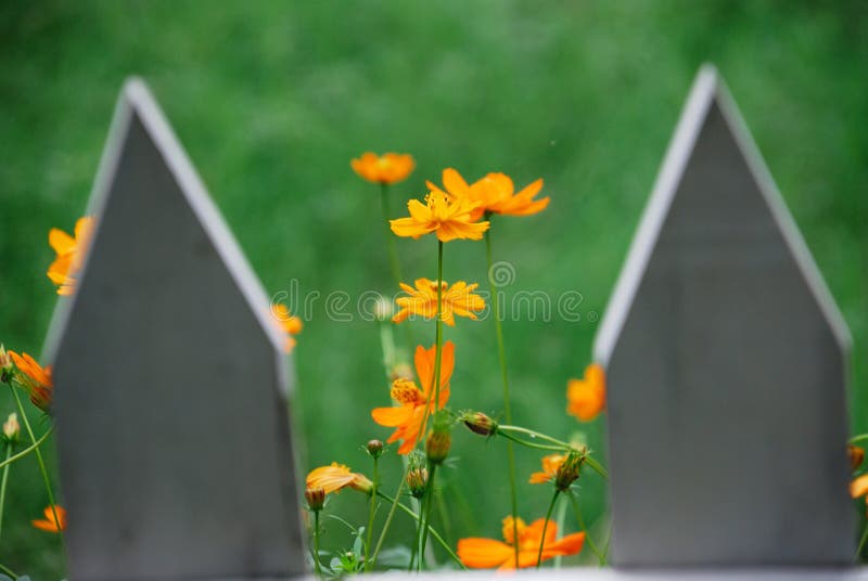 Orange flowers in bloom