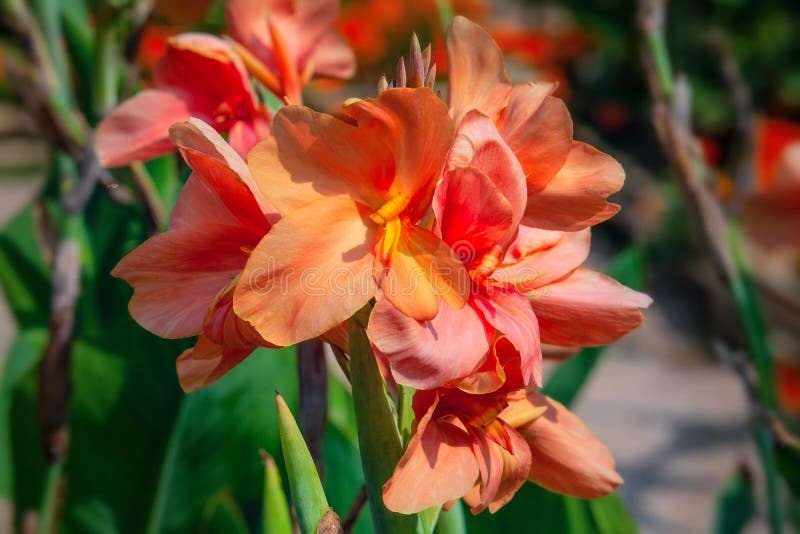 488 Cannes Flowers Stock Photos Free & RoyaltyFree Stock Photos from