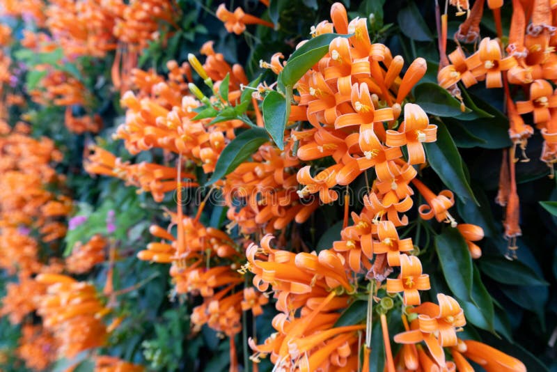 Orange Flowers Fire Cracker Vine, Flame Flower, Flame Vine, Orange