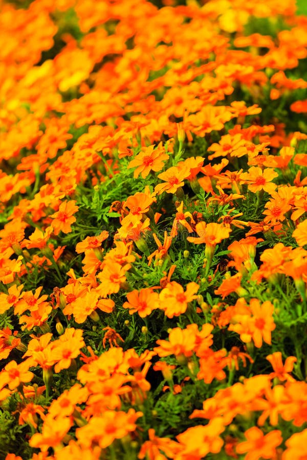 Orange Flowers in the Garden. Spring or Summer Background Stock Photo