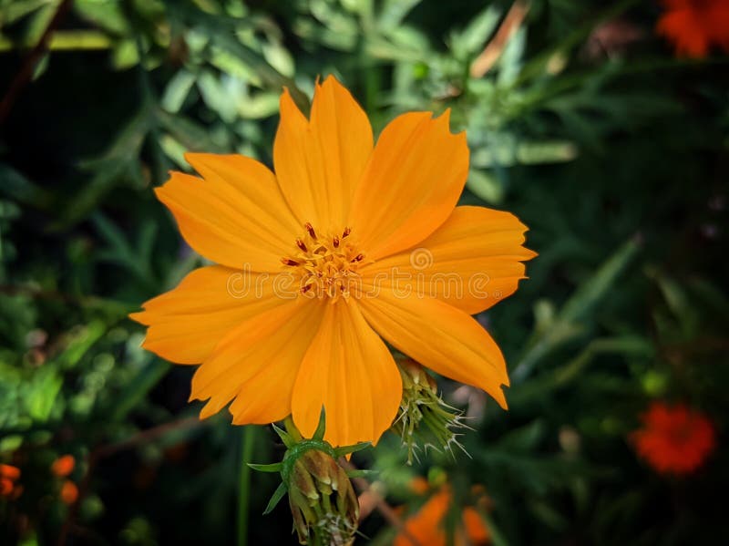 Orange Flowers in the Gardens Stock Photo Image of flowers, orange