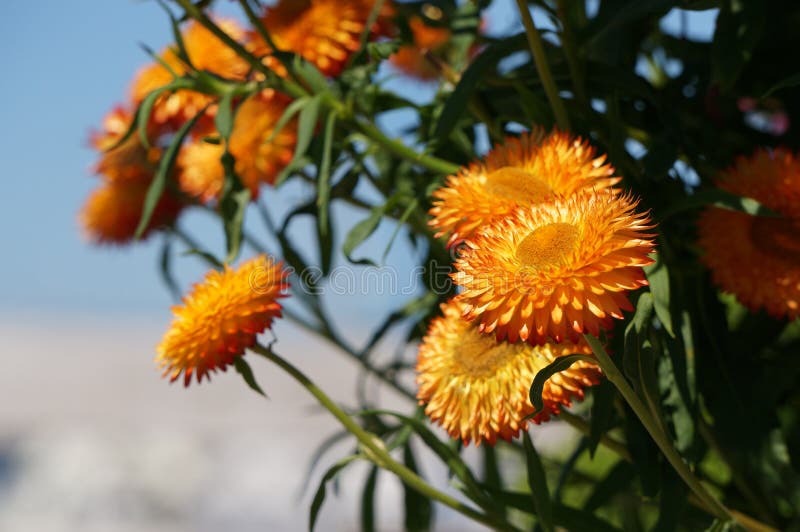 Orange flowers stock photo. Image of flowers, sunny, full 43394912